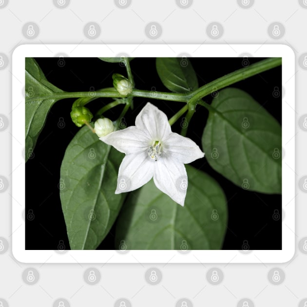 White hot pepper flower (Capsicum annuum cultivar) close-up Sticker by SDym Photography